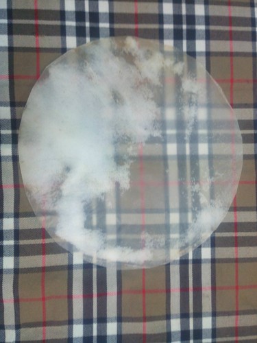 Banjo drum head calf - head,